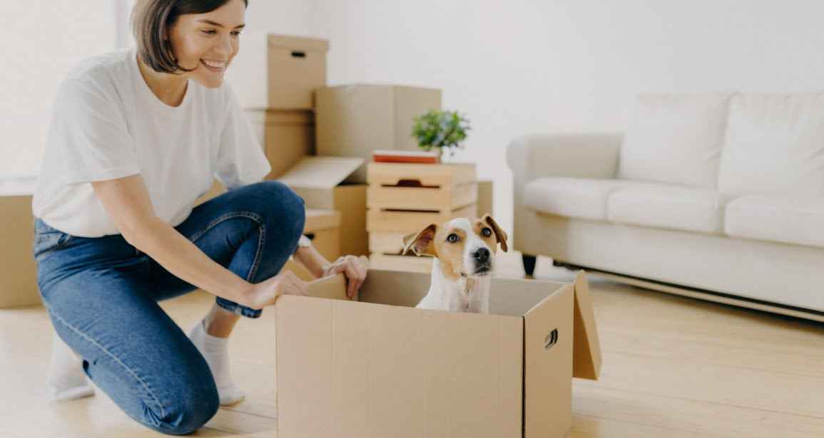 Pet Moving Bijapur